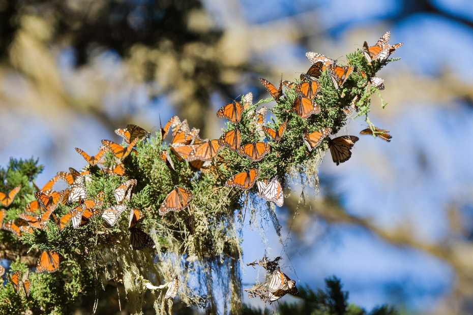 Monarch butterflies on a tree branch in Pacific Grove Monarch Sanctuary near Monterey, California.