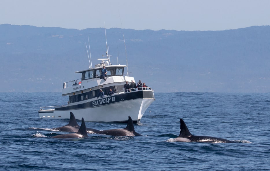 Orcas swim by the Sea Wolf II on a Monterey Bay Whale Watch tour.