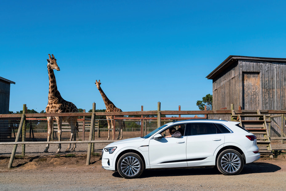 giraffes at the B. Bryan Preserve near Mendocino, California, coolly appraise an EV and its driver