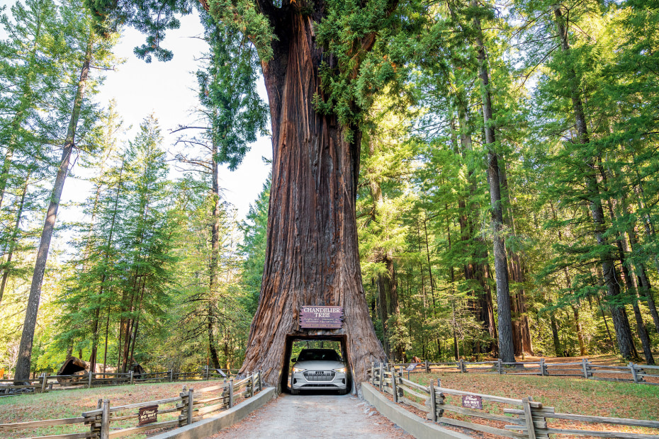 Audi E-Tron passes through the Chandelier Tree in Leggett, California