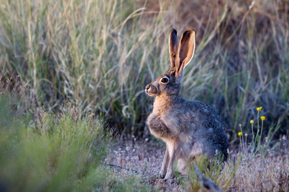 Black-tailed jackrabbit at Sand Hollow State Park near Hurricane, Utah.