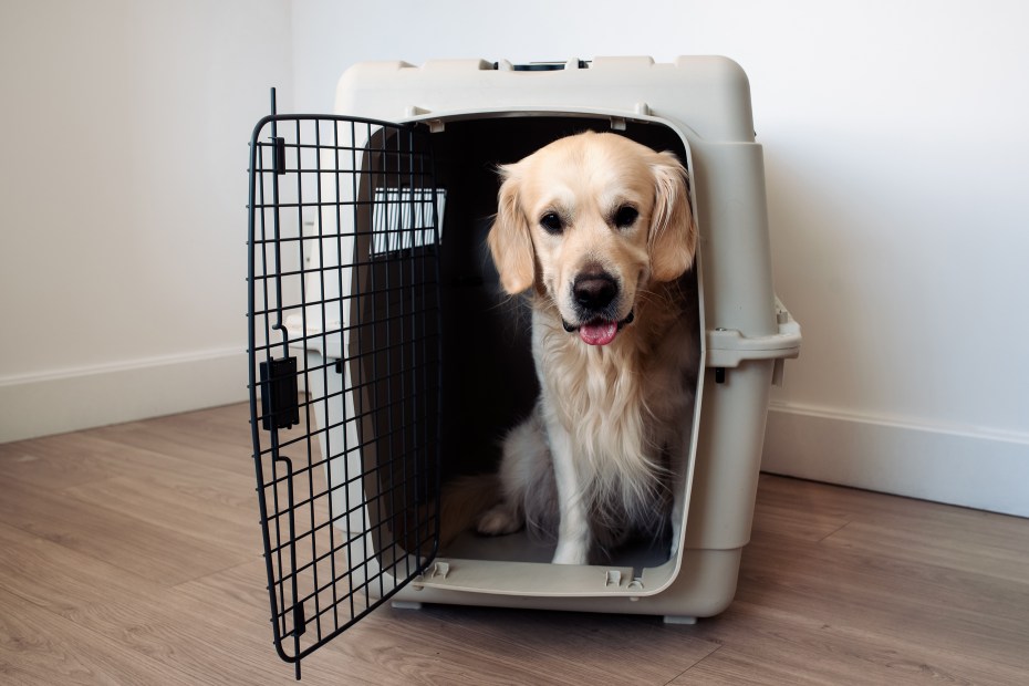 A golden retriever dog peers out from inside an airline dog carrier.