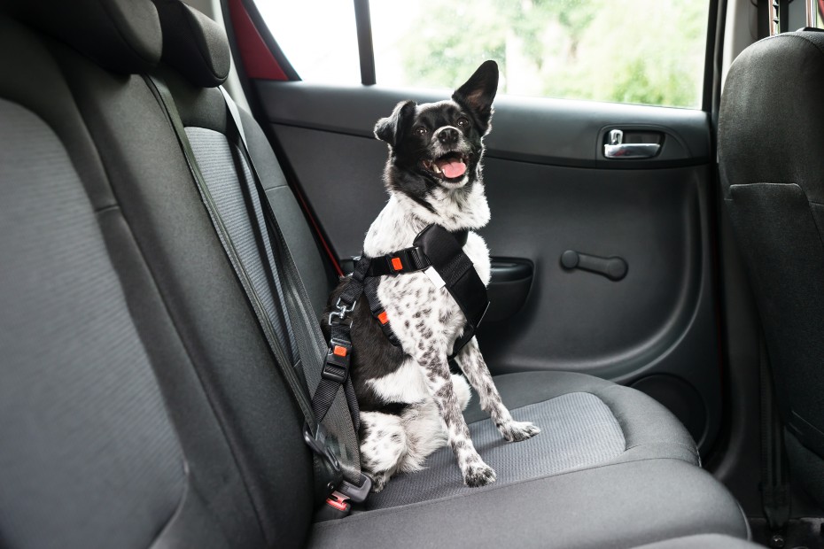 A small dog clipped into a seatbelt harness in the backseat of a car. 