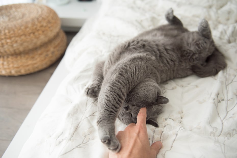 A British short hair cat reaches stretches on a white bed.