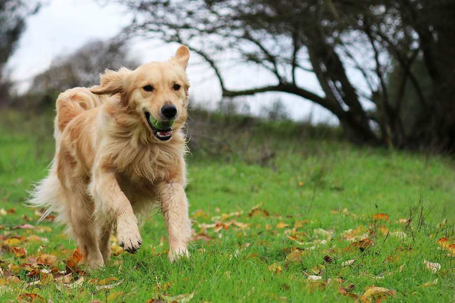 a golden retriever with pet insurance from AAA Discounts plays fetch with its owner