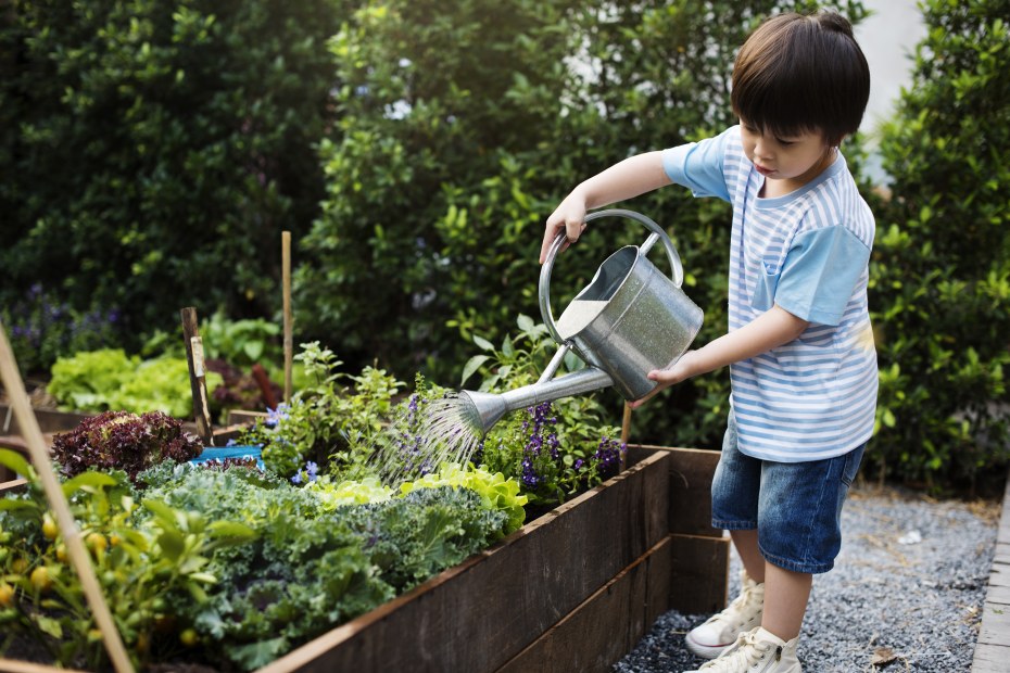 A young boy waters plants in a raised garden bed.