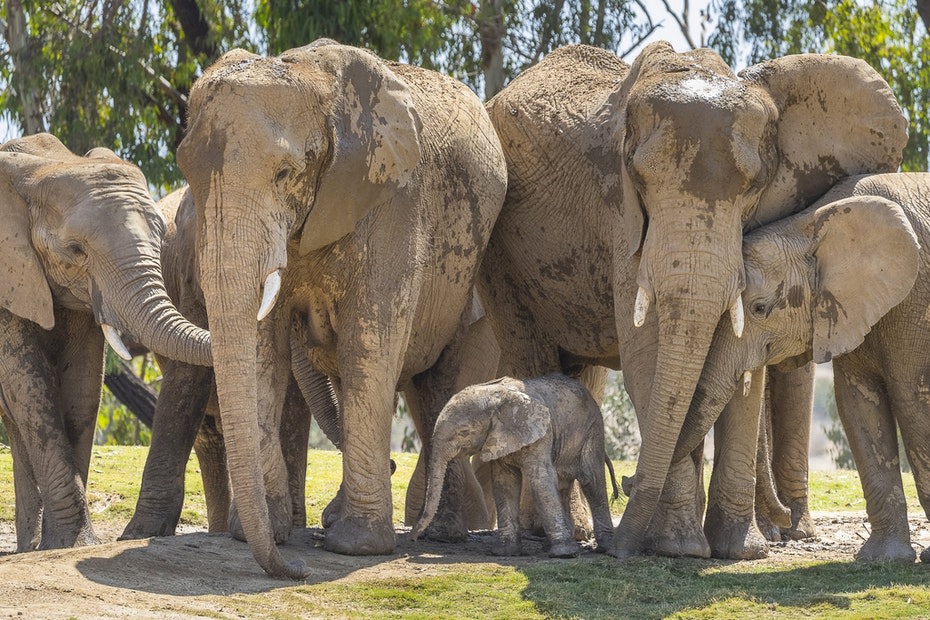 Baby elephant in the herd at San Diego Zoo in California.