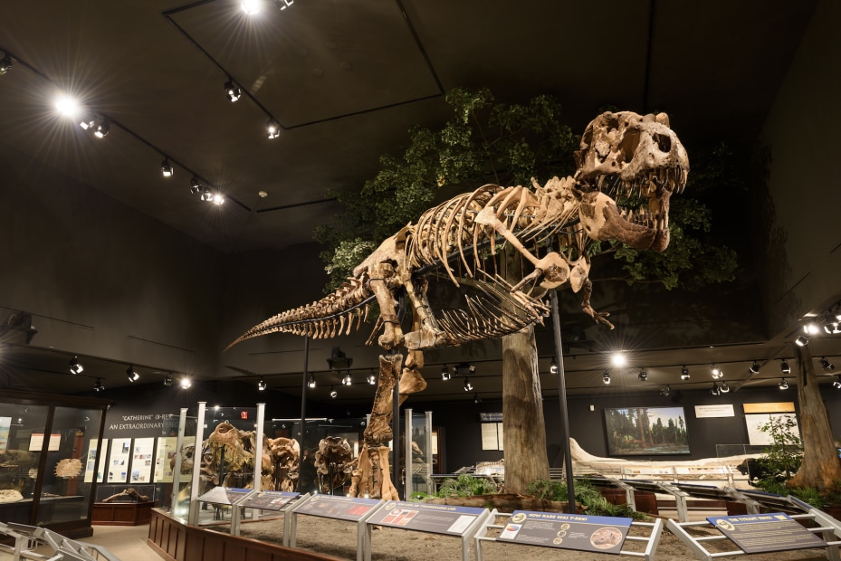 Tyrannosaurus Rex fossil exhibit at the Museum of the Rockies in Boseman, Montana
