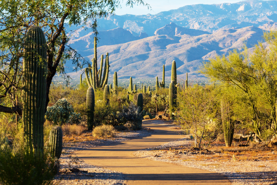 View of a trail in Saguaro National Park in Arizona