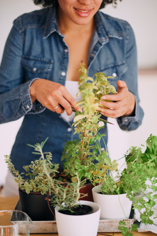 A woman trims indoor herbs.