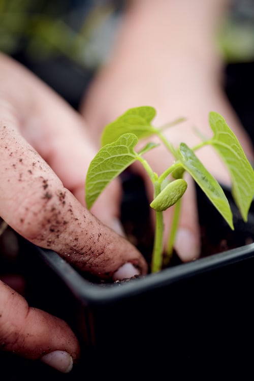 pair of hands pot seedlings in small container