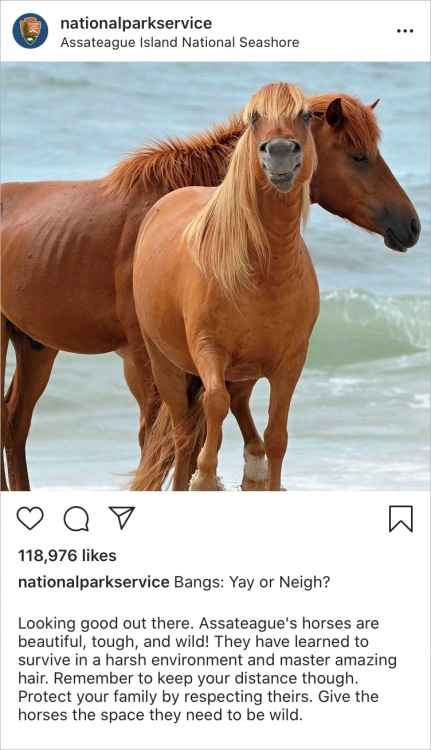 National Park Service Instagram post with wild horses at Assateague Island National Seashore.