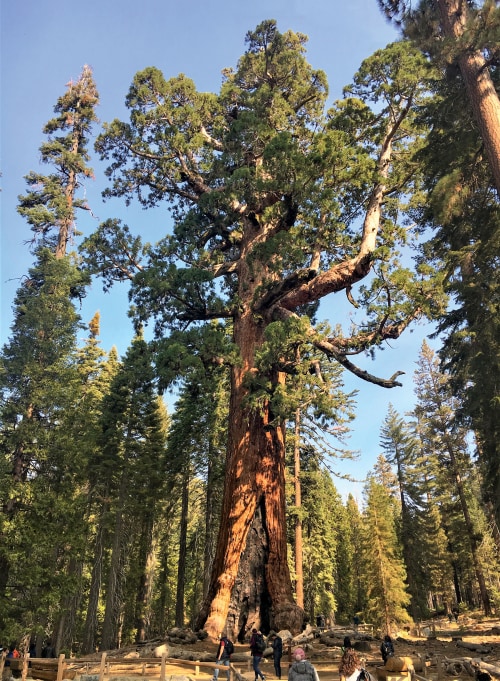 Grizzly Giant, a 300-foot-tall sequoia, looms over visitors on the trail below in Wawona at Yosemite National Park