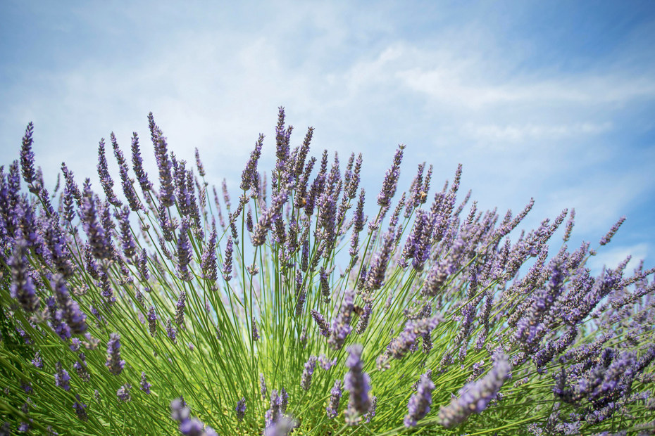 lavender in bloom in an Oregon field