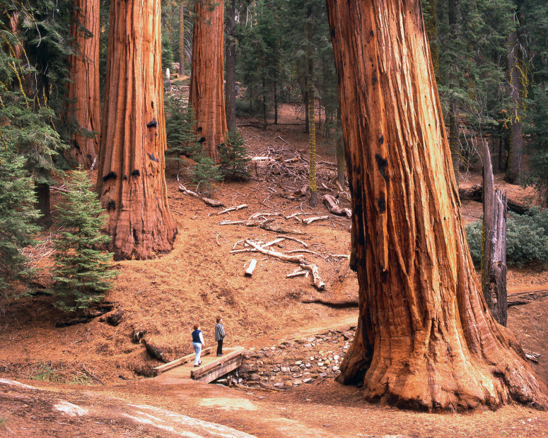 pair of visitors are dwarfed by the surrounding sequoias of Mariposa Grove in Wawona at Yosemite National Park