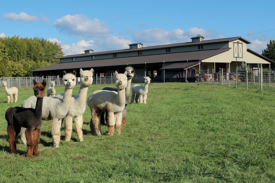 alpacas, eight in all, gather and stare with curiosity in the photographer's direction at Marquam Hill Ranch in Marquam, Oregon