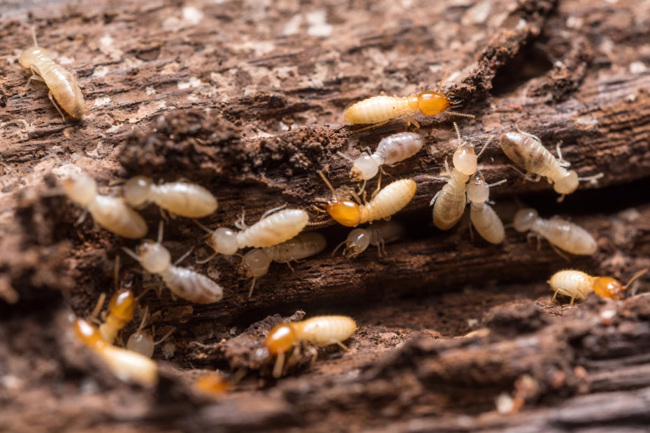 Close-up of termites in a piece of wood.