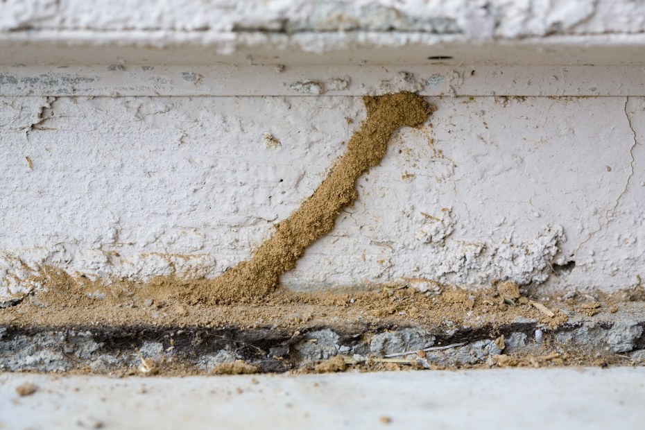 A termite mud shelter tube up a concrete foundation into the siding.