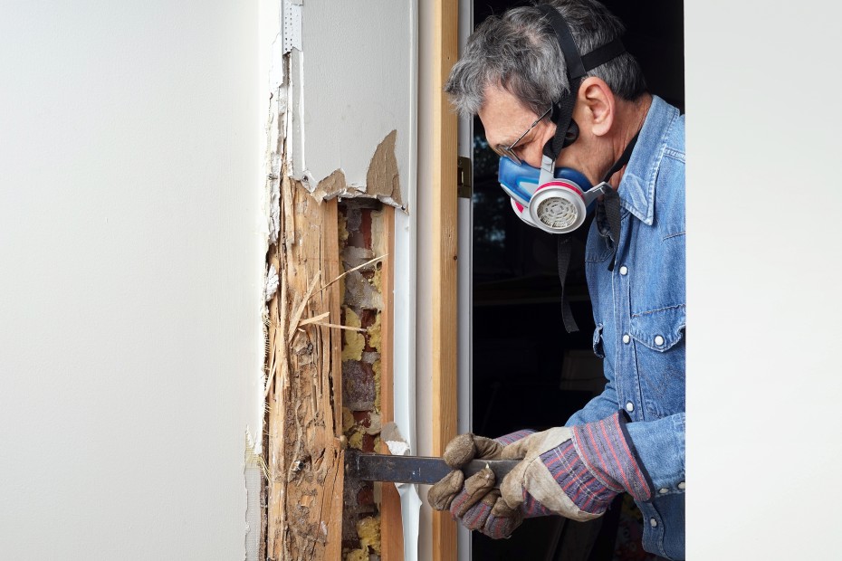 A contractor repairs termite damage.