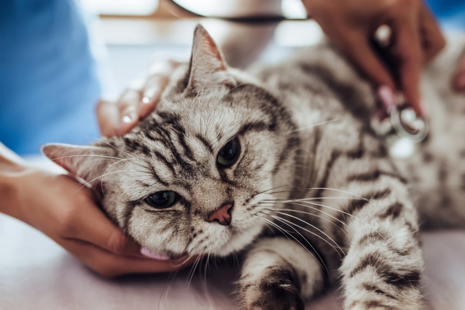 A tabby cat being checked by a vet.