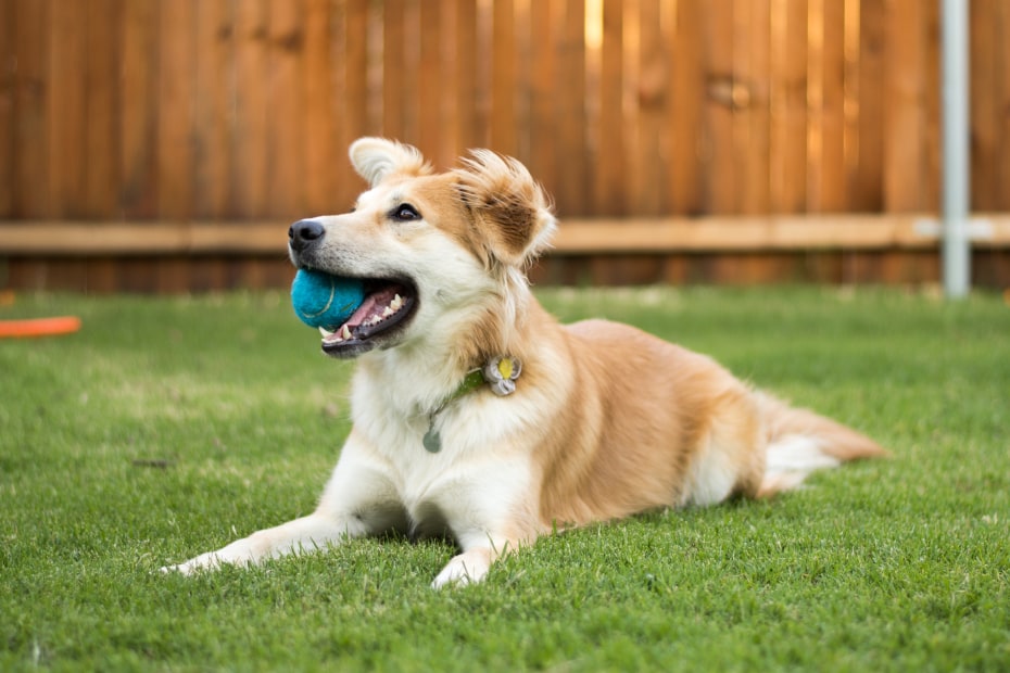 A dog layes on a pet-safe lawn with a ball in its mouth.