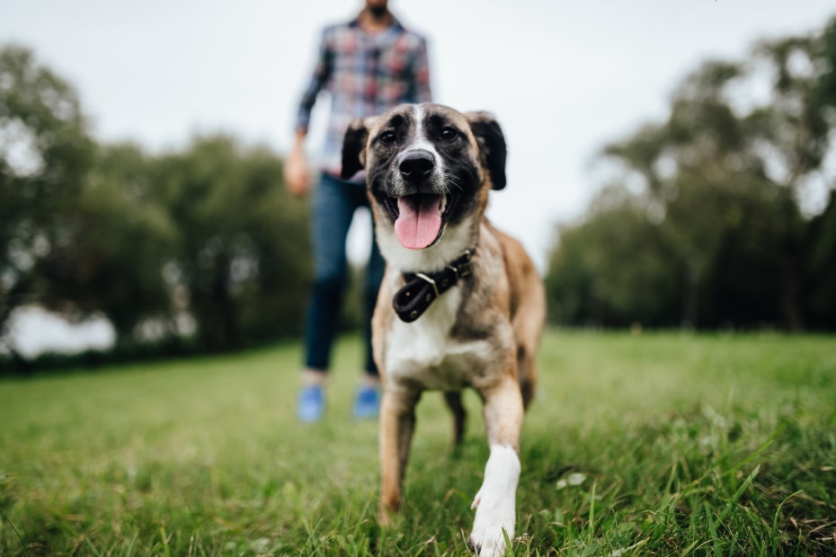 Dog in a large grass field.