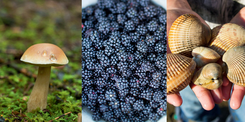 triptych with wild mushroom, blackberries, and handful of clams