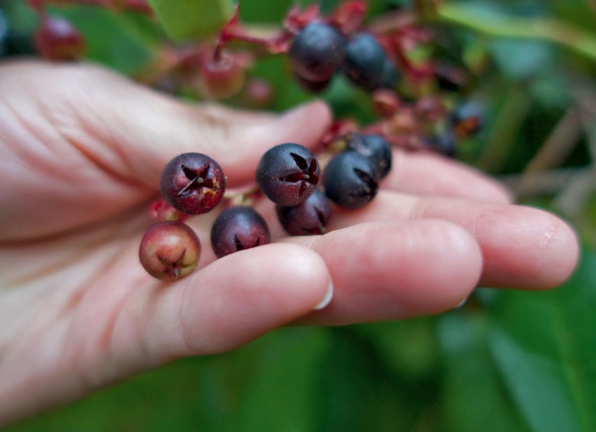 handful of freshly picked salal berries