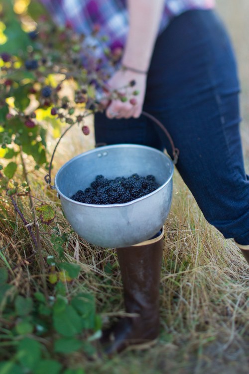 rubber booted berry picker forages while holding metal bucket full of blackberries