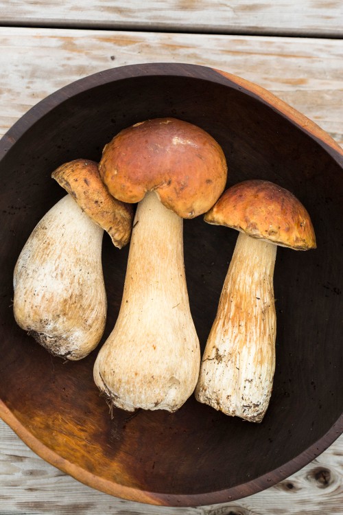 Wood bowl with 3 boletes mushrooms