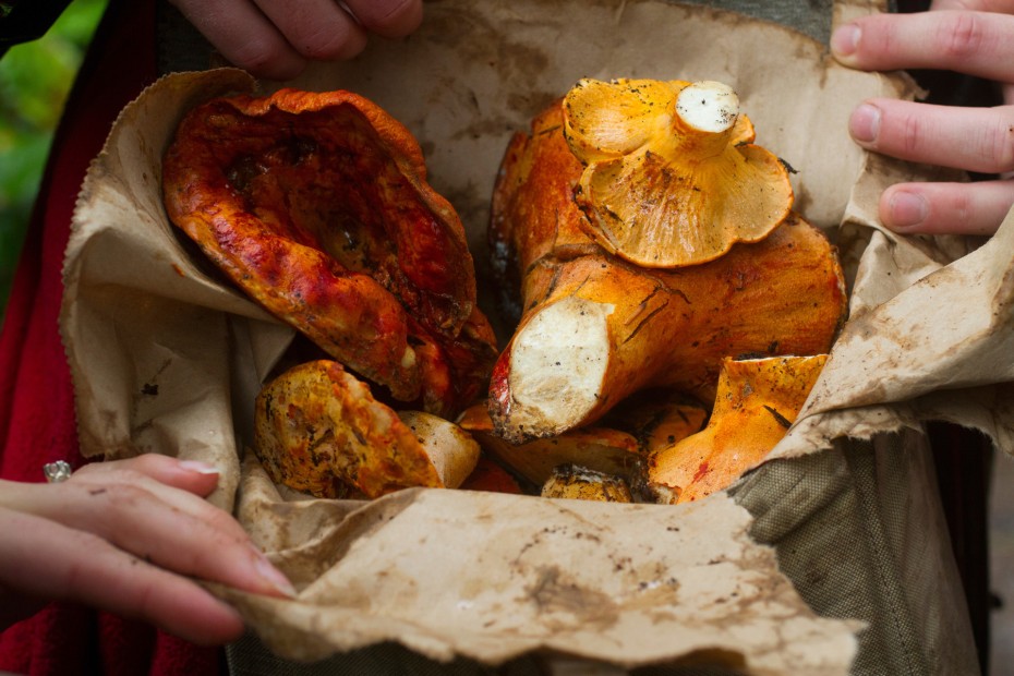 Freshly harvested lobster and chanterelle mushrooms displayed in a brown paper bag
