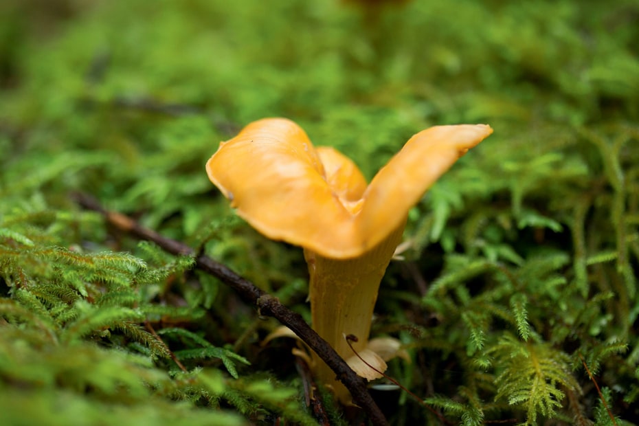 Chanterelle mushroom emerges through moss.