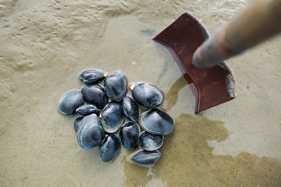 butter clams beside shovel in wet sand on the Oregon coast