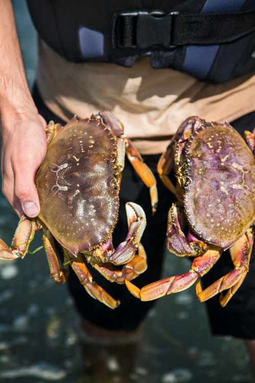 pair of fresh Dungeness crabs