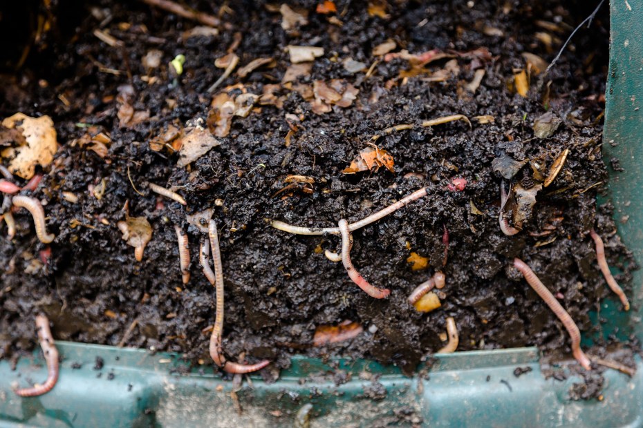 red worms in a vermicomposting bin.