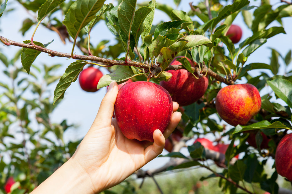 A hand plucks a ripe apple from a tree branch.