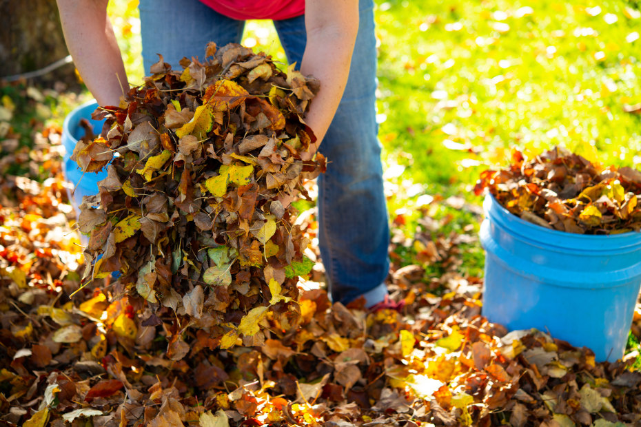 A woman picks up leaves to add to her compost.
