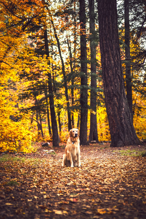 A golden retriever sits in fallen leaves on Mt. Lemmon.