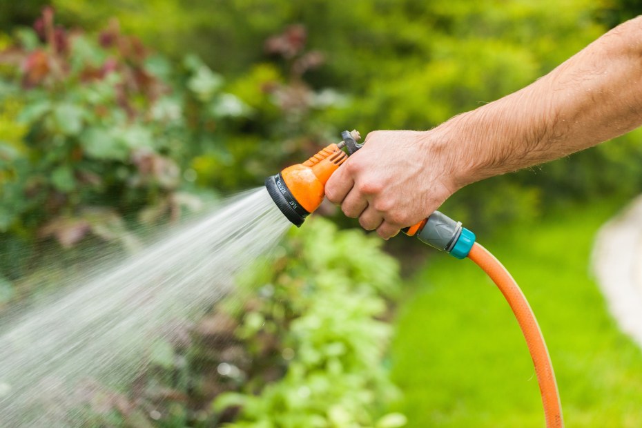 Gardener waters plants with orange hose.