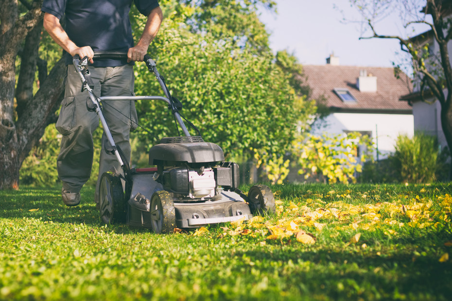 A man mowes the lawn and cuts up fallen leaves.