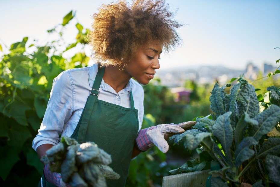 A woman harvests kale from her vegetable garden.