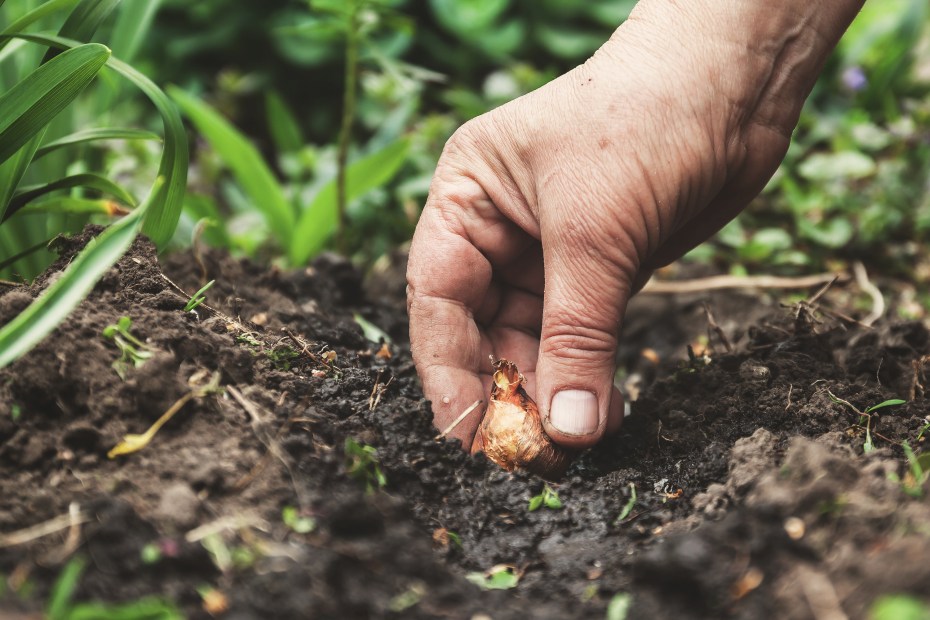 A gardener tucks a spring bulb into the dirt.