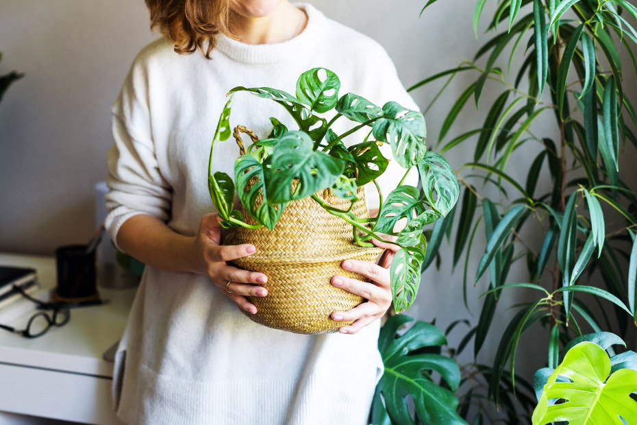 A woman holds a houseplant in a small basket.