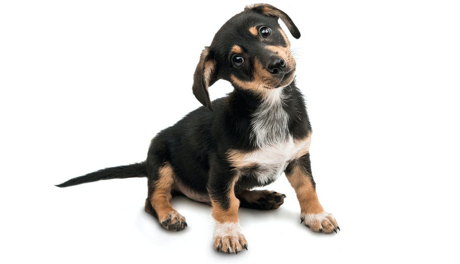A tri-color dachshund puppy on white background