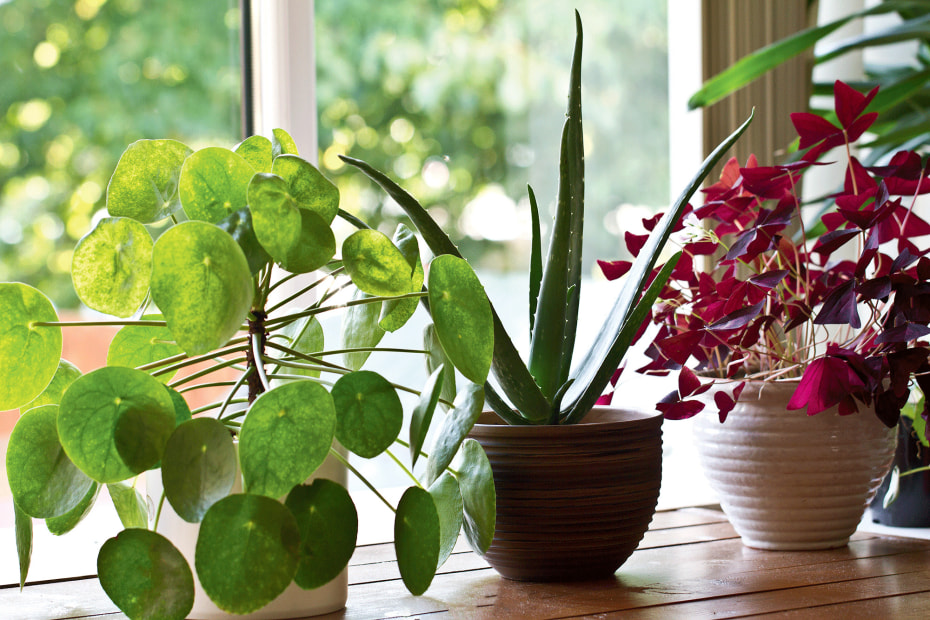 Assorted indoor house plants displayed by a window