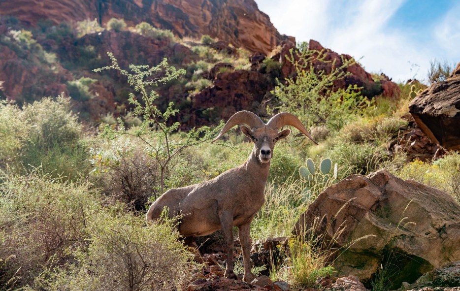 Desert bighorn sheep in the wild