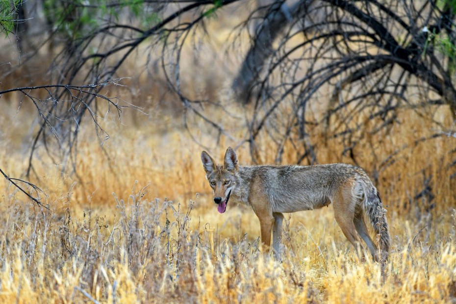 Coyote panting in dry brush, looks back at the photographer