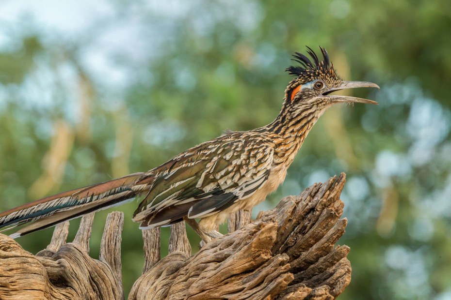 Roadrunner in profile calls from a dry perch