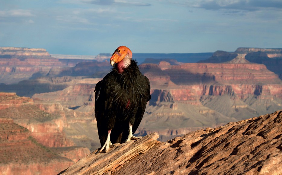 Condor perched on rocky ledge in canyon country