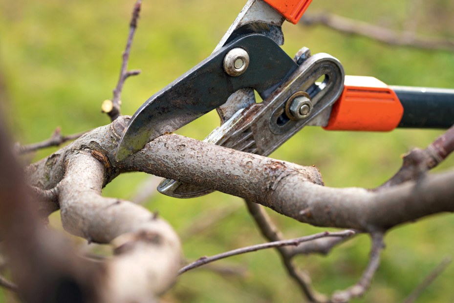 Pruning sheers cutting into a branch.